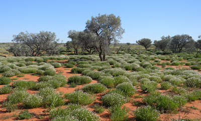The lush north eastern Simpson Desert after record rainfall, 2010.