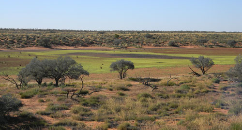 The lush Simpson Desert, Ethabuka Reserve, 2010.