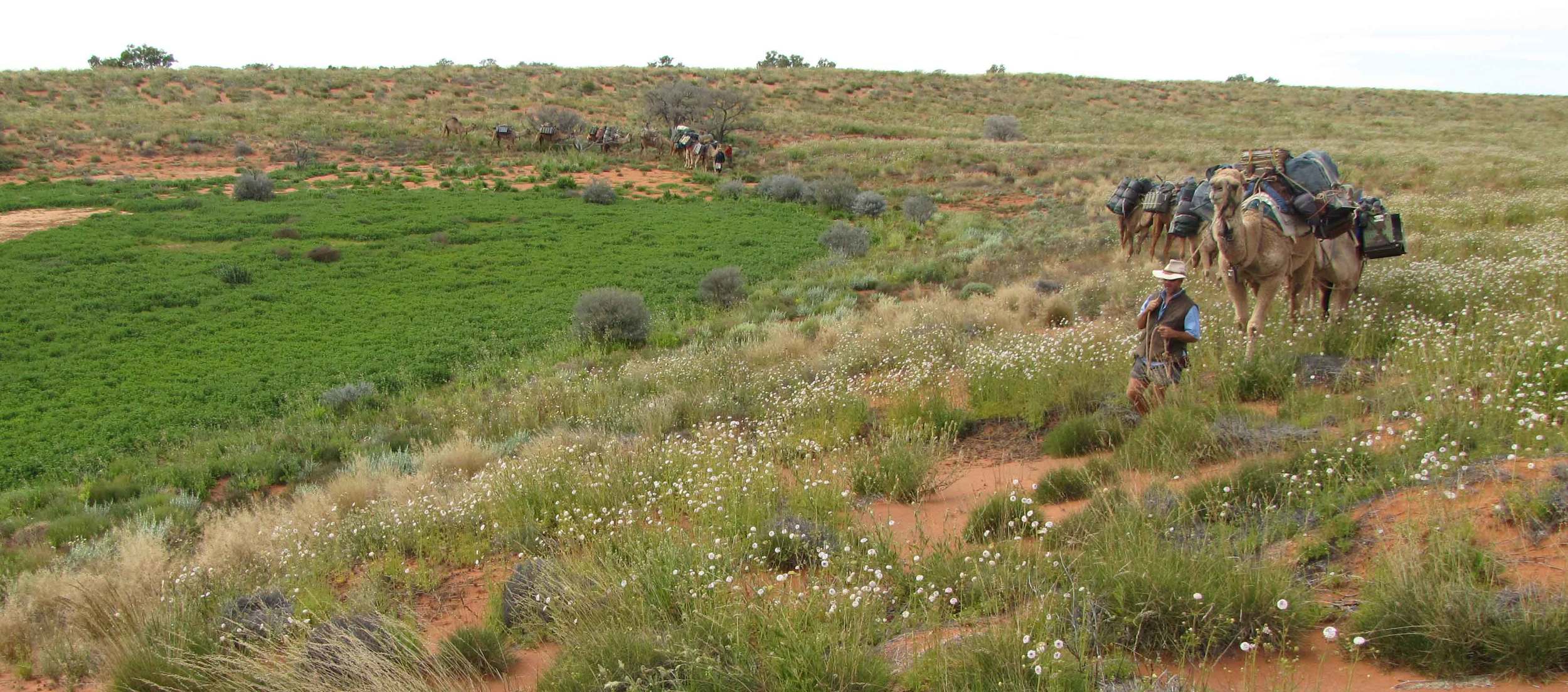 Ethabuka Reserve Surveys, 2010.