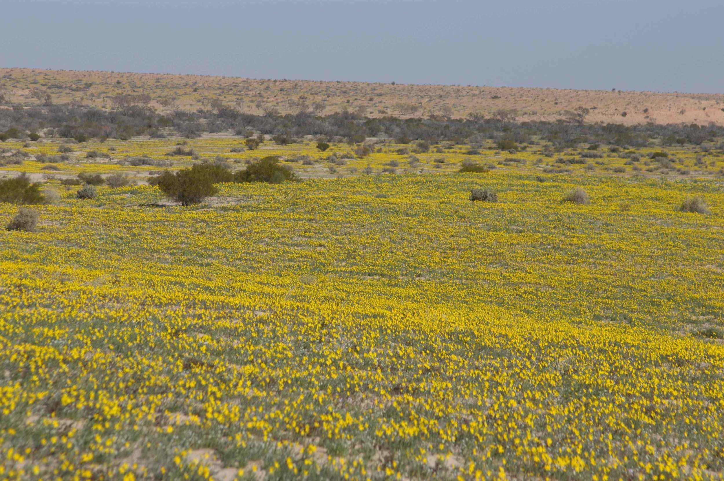 The yellow desert, 2007.