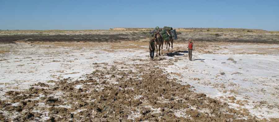 Leading the camels across the muddy Kallakoopah Creek.