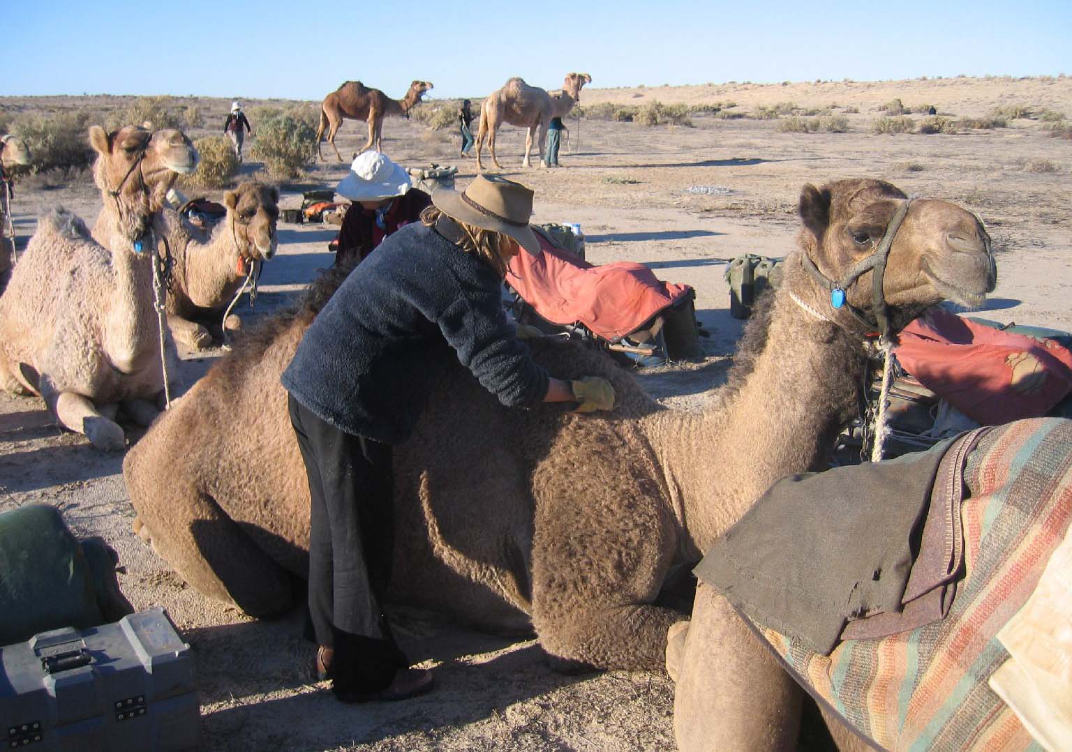 Loading the camels.