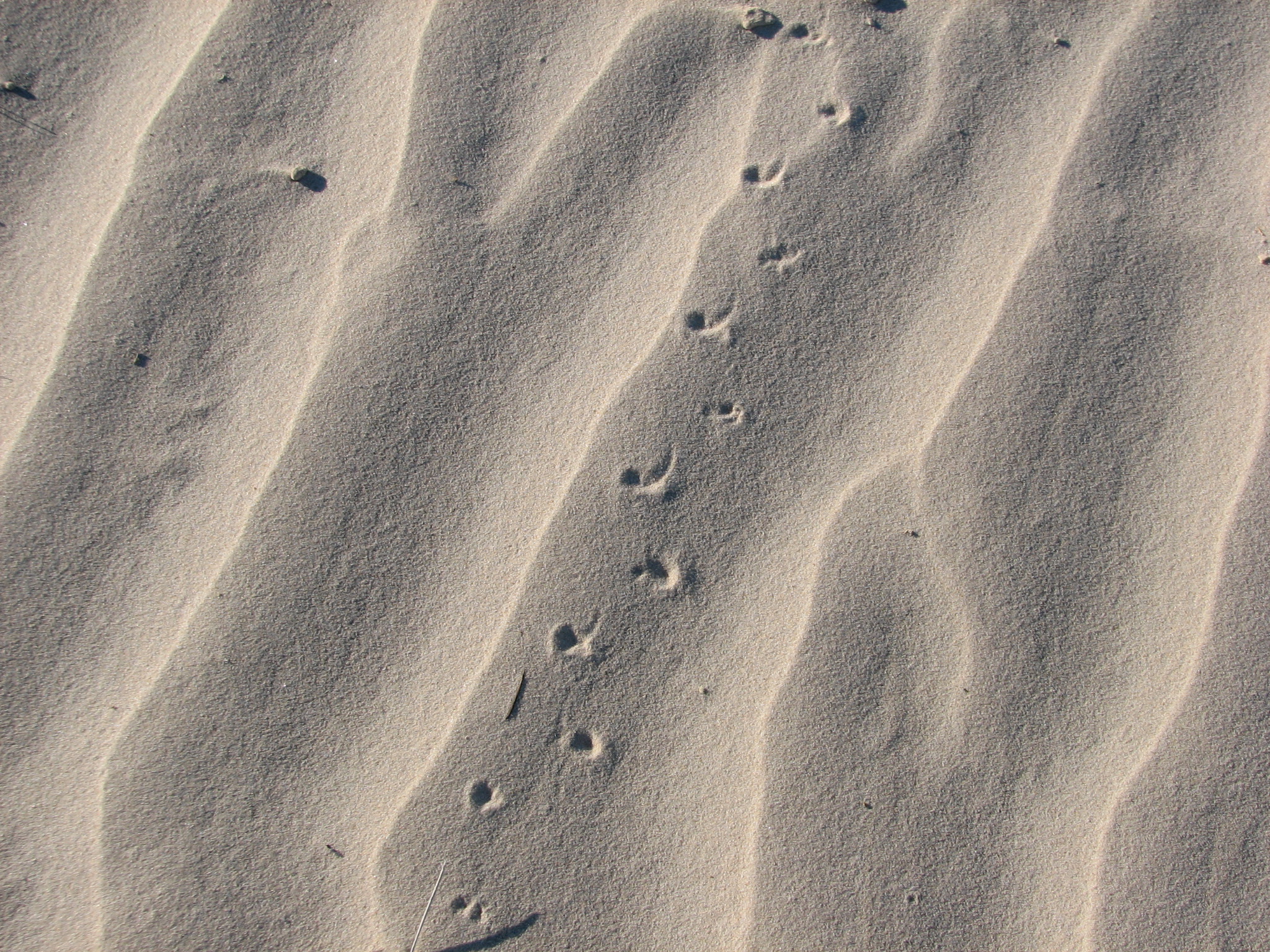 Tracks in the white desert sands.