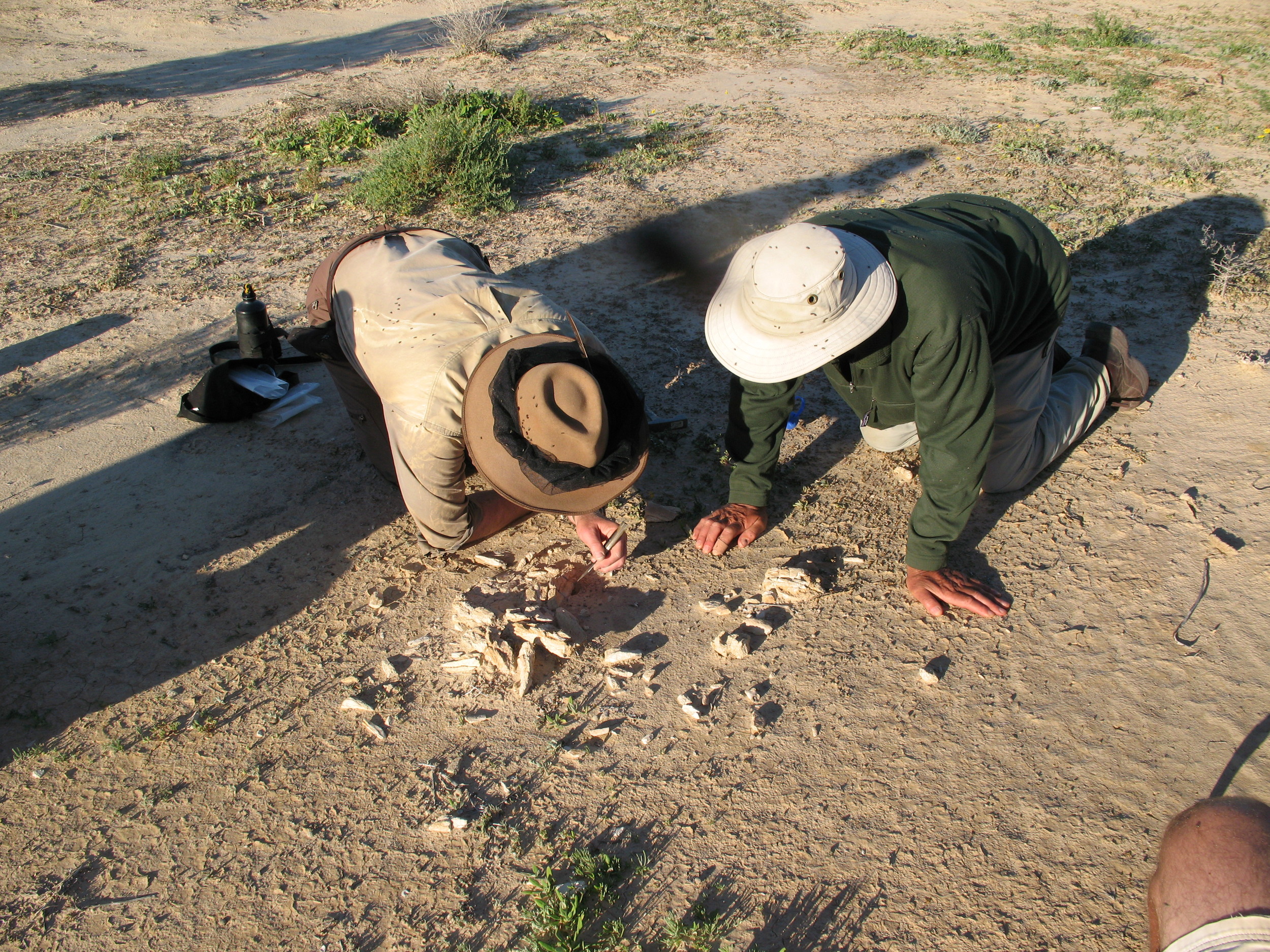Inspecting a megafauna fossil.