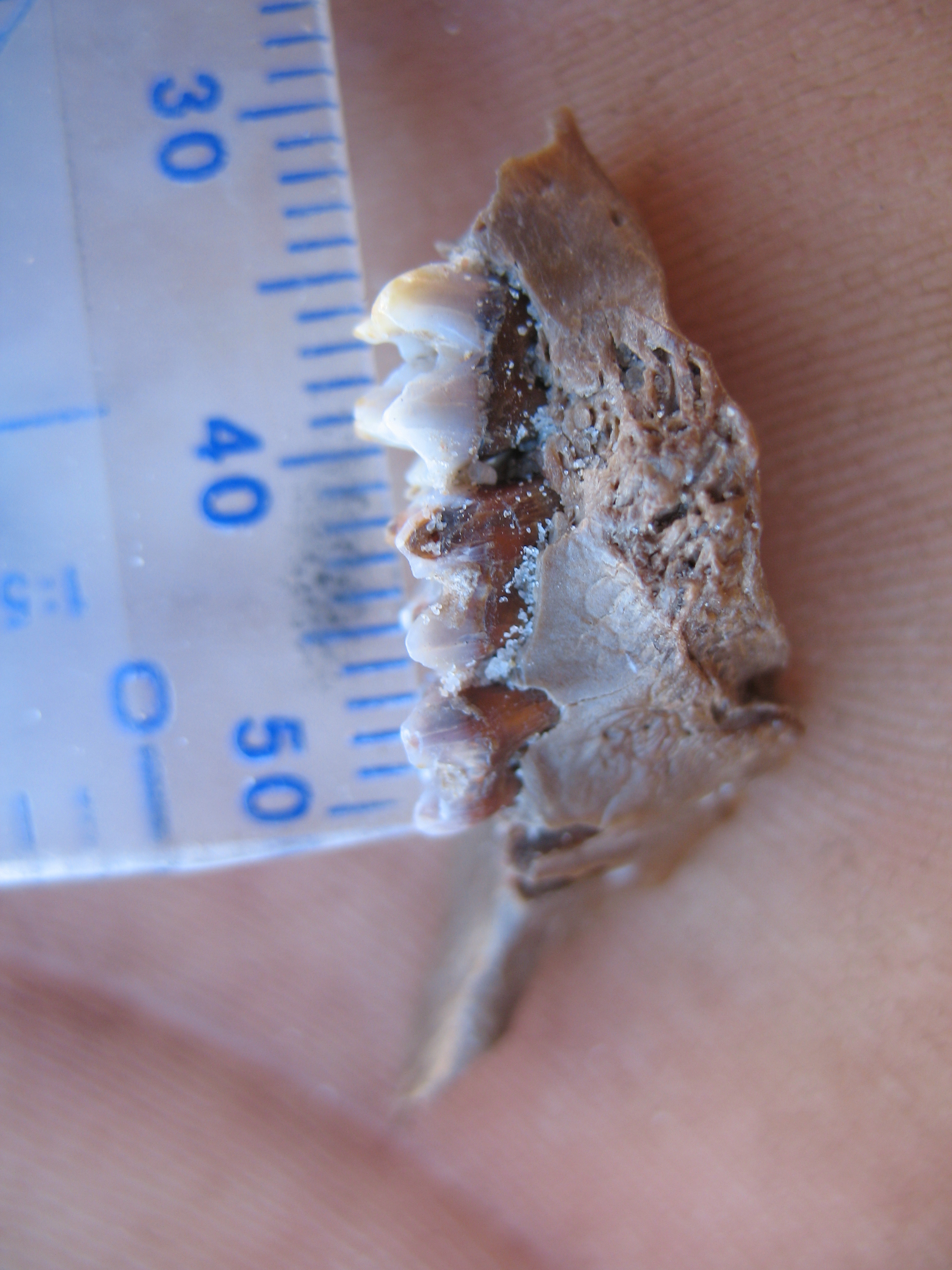 Unidentified fossilised jaw fragment.