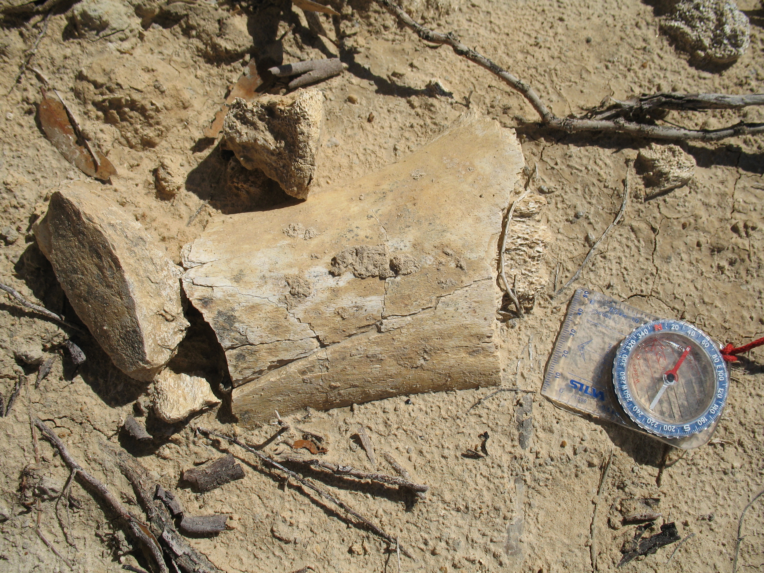 Megafauna fossil.