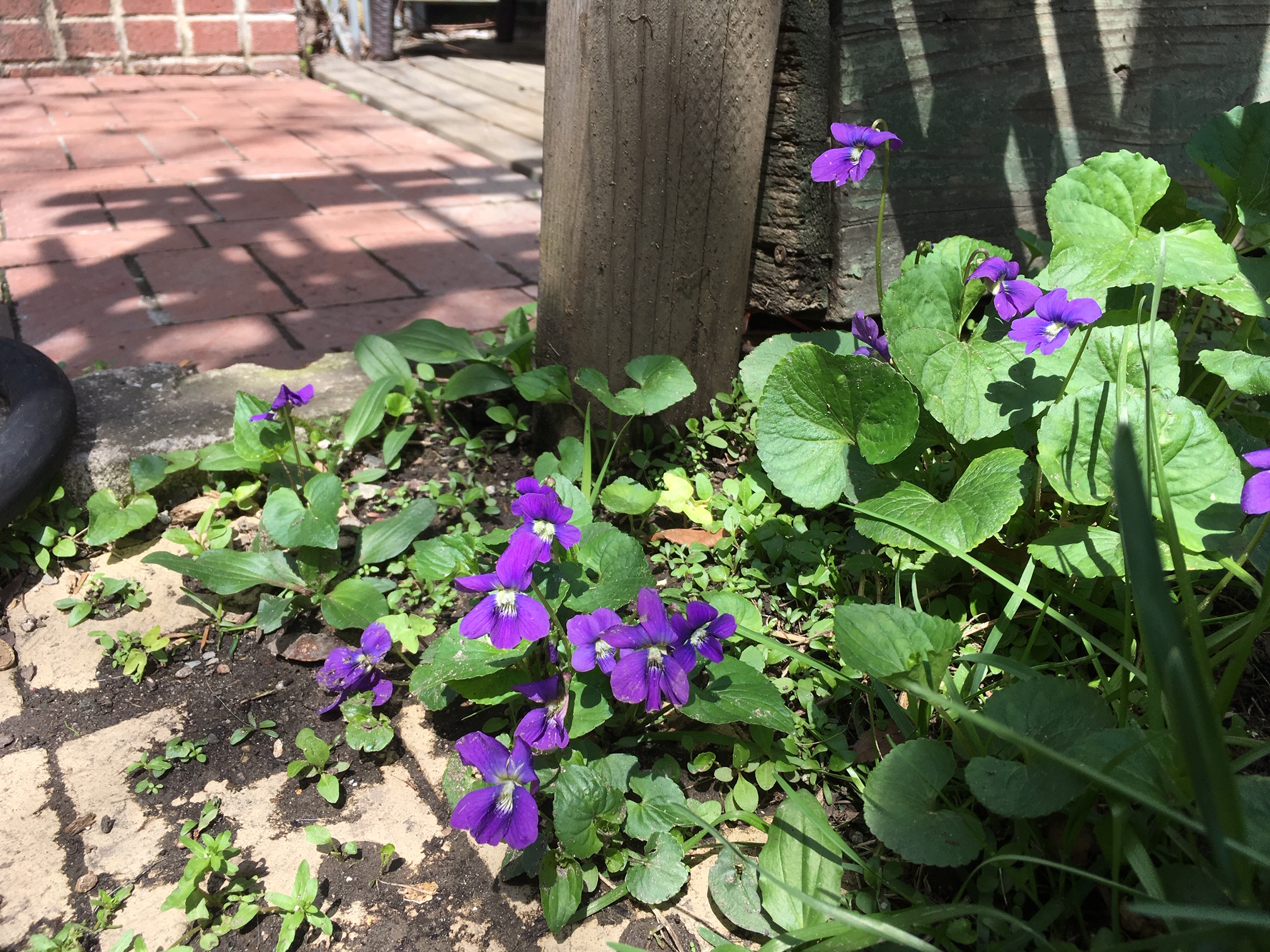 spring.violets.JPG