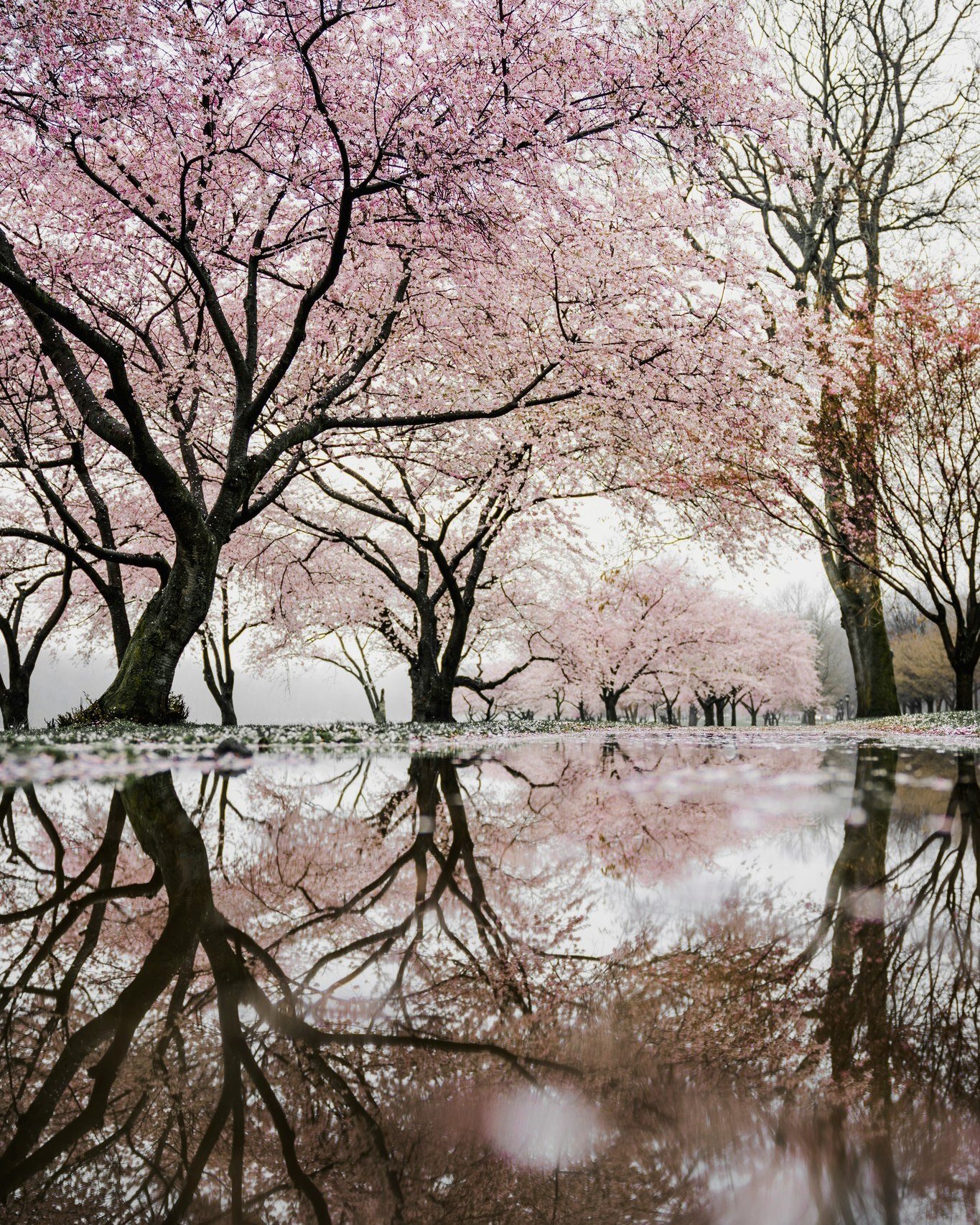 Spring is nearly upon us! Just today, I saw some of my local cherry blossom trees showing a whisper of pink, and before we know it they will be blossoming open in all of their springtime glory and painting the streets and sidewalks all around town th