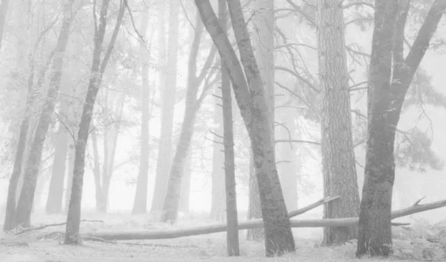Fork Trees OSP.jpg