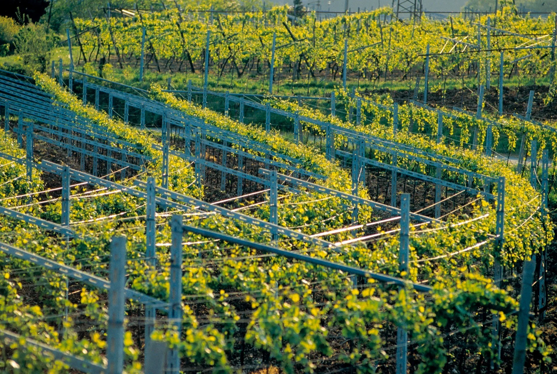 soave.jpg