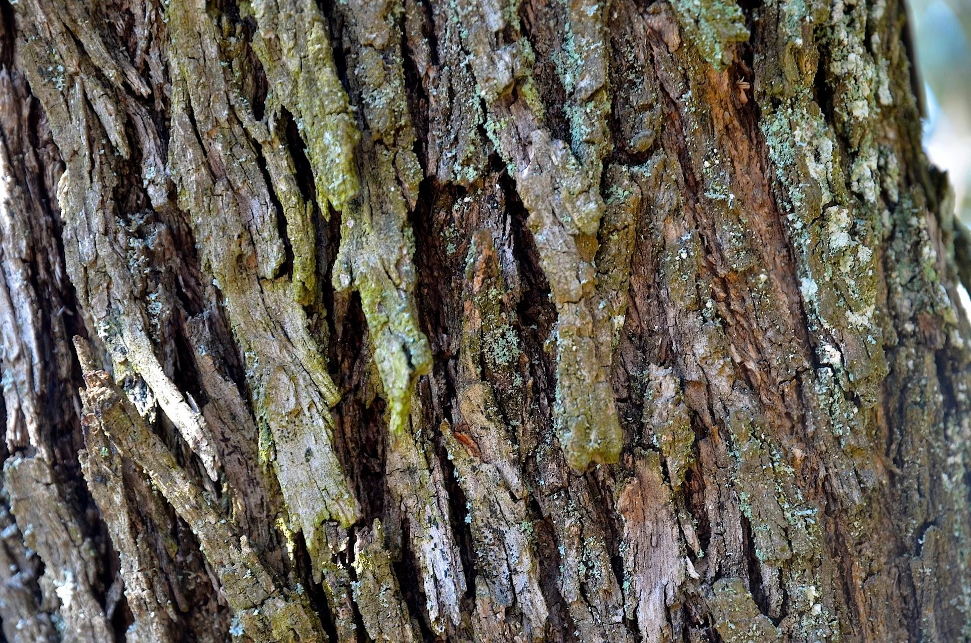 _DSC1293.jpg