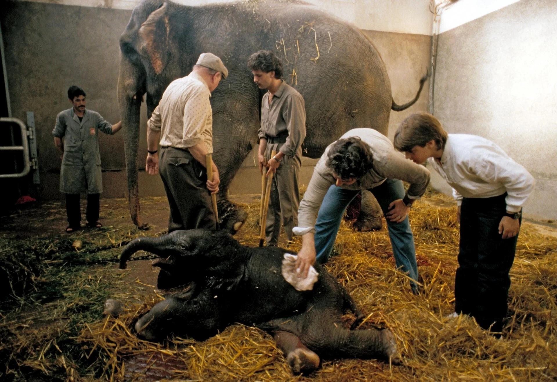 elefant5.jpg