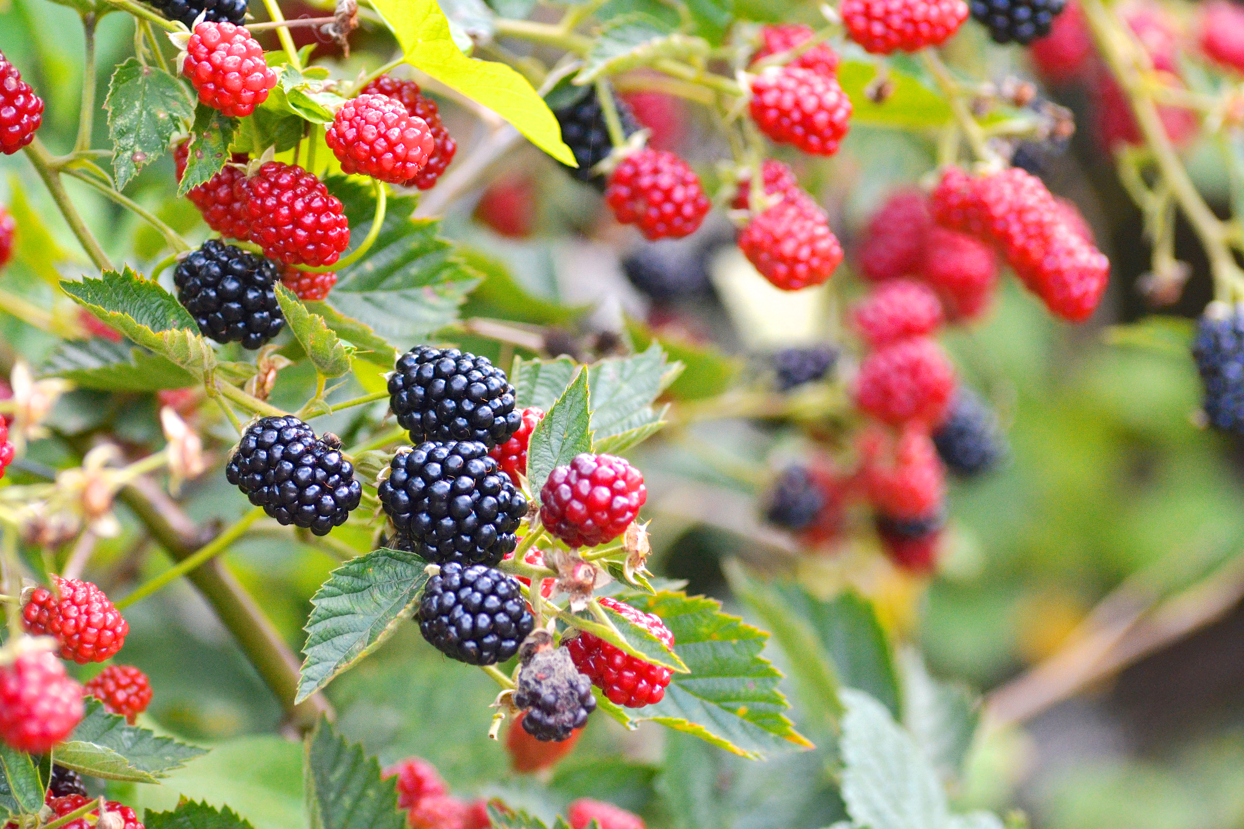 Rote und schwarze Brombeeren © Jean-Pierre Ritler