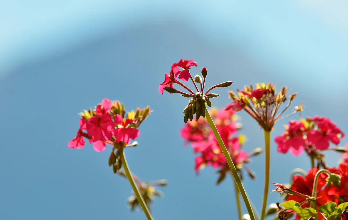 Karin_Ritler_Swiss_tavolata_by_Jean-Pierre Ritler_048.jpg