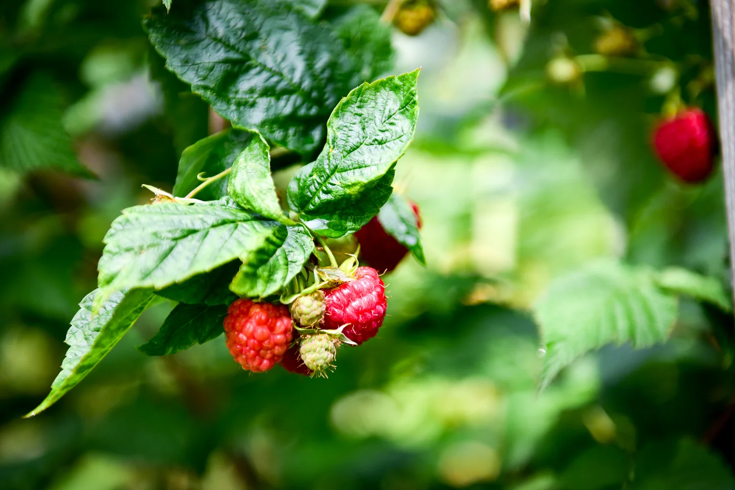 DSC_2721.jpg