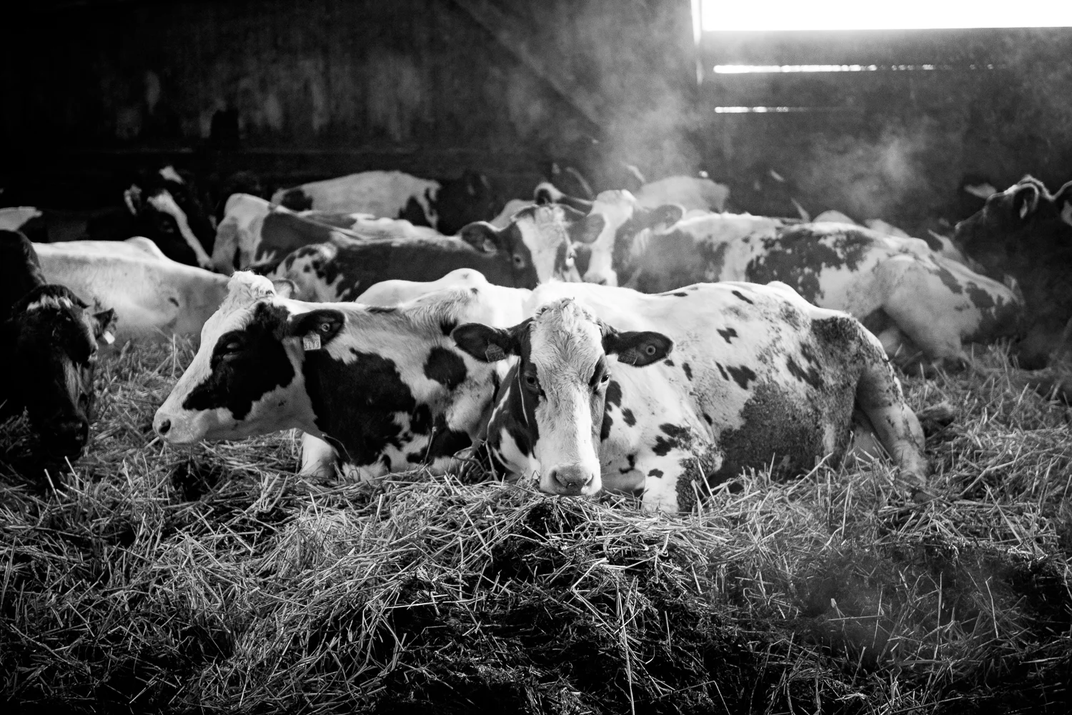 Véronique Durussel_Swiss Tavolata_Bild JP. Ritler_058.jpg