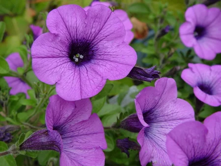 Pansies.jpg