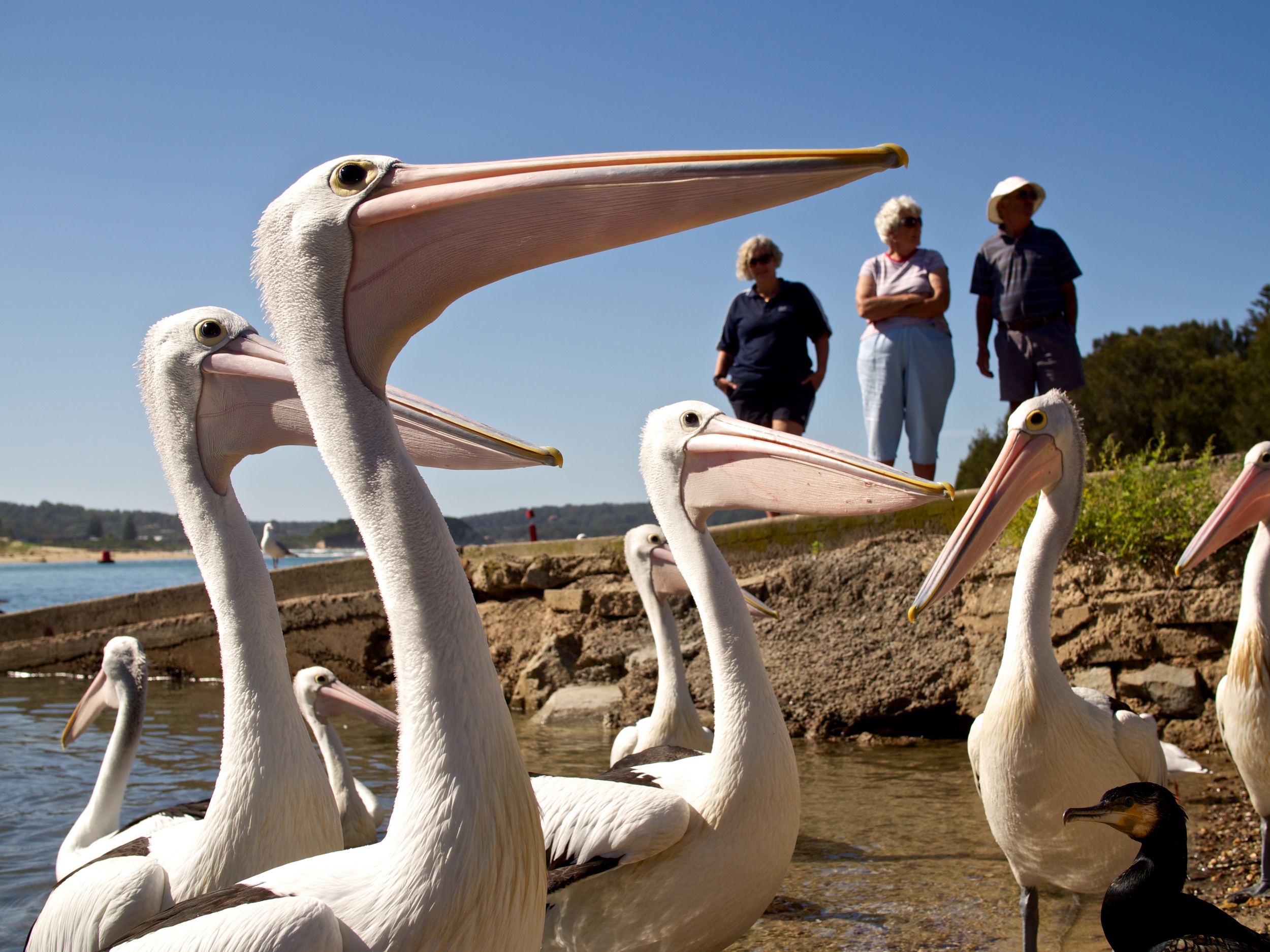 Pelicans waiting for a snack
