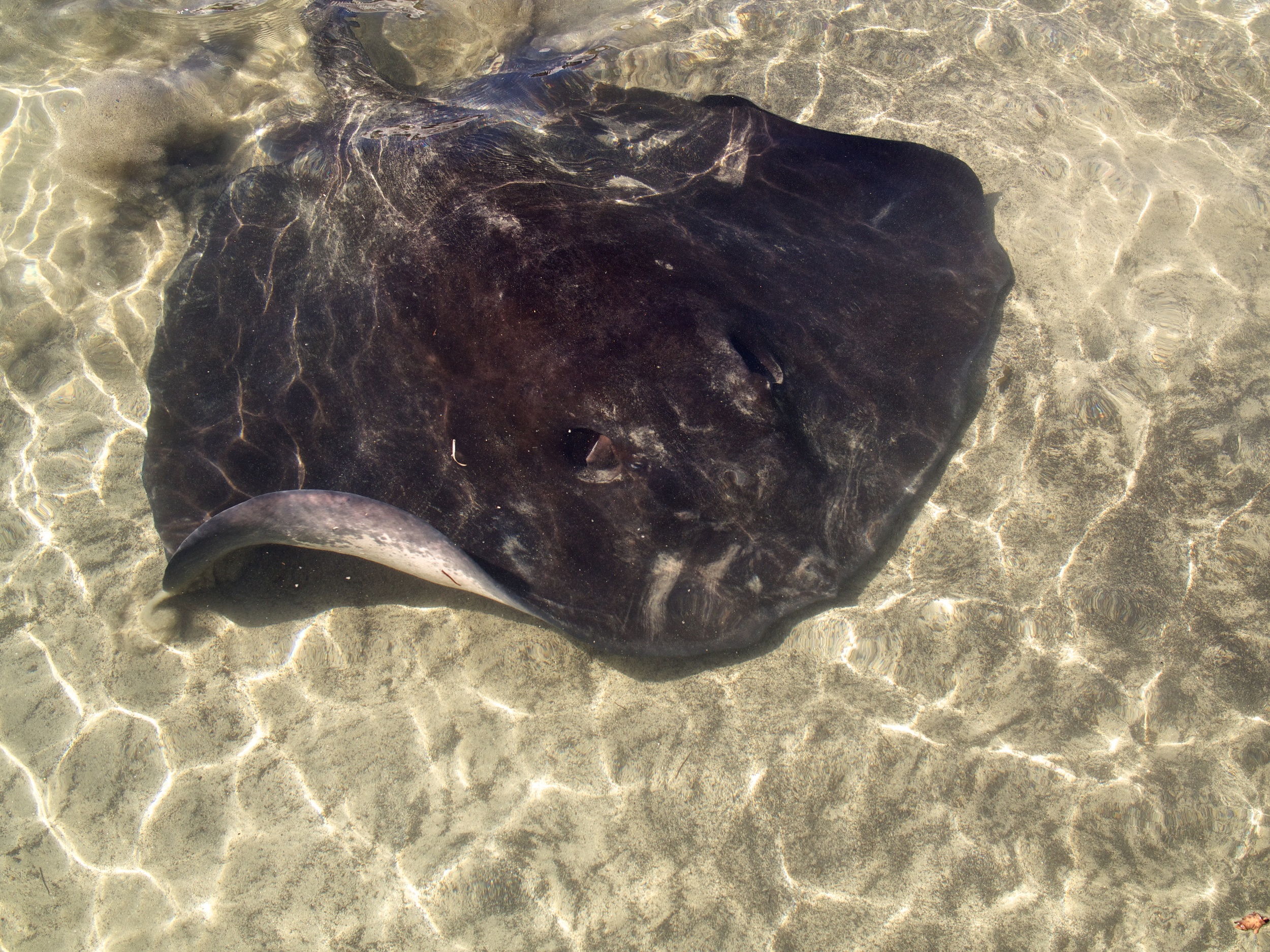 Stingray hovering about in the shallows