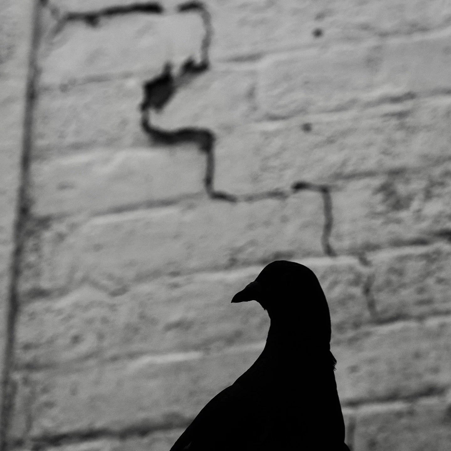 Rainy afternoon wander around the neighbourhood. Want to get the photo walk gears moving again. #abstract #blackandwhite #olympusem1