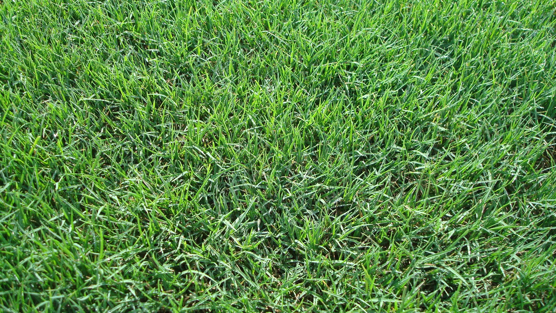 Bermudagrass, Texas Tough + Brand