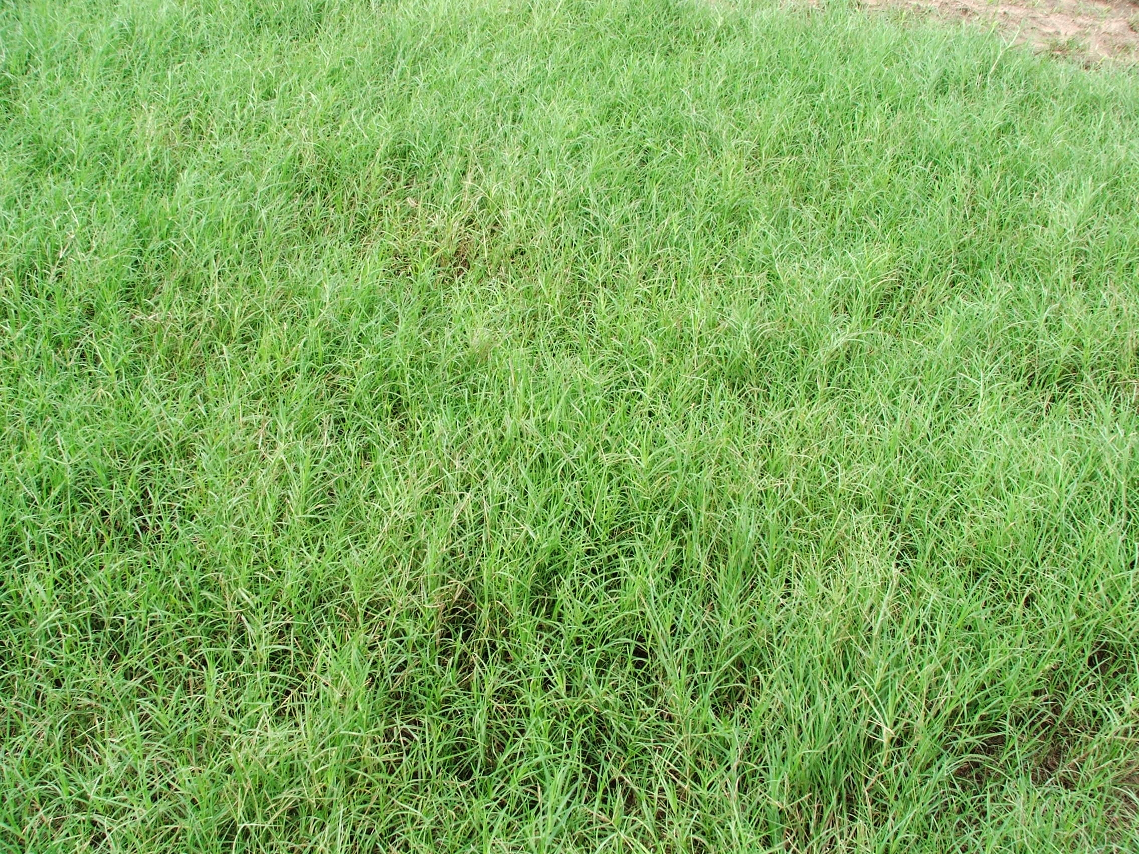 how to plant bermuda grass seed in texas
