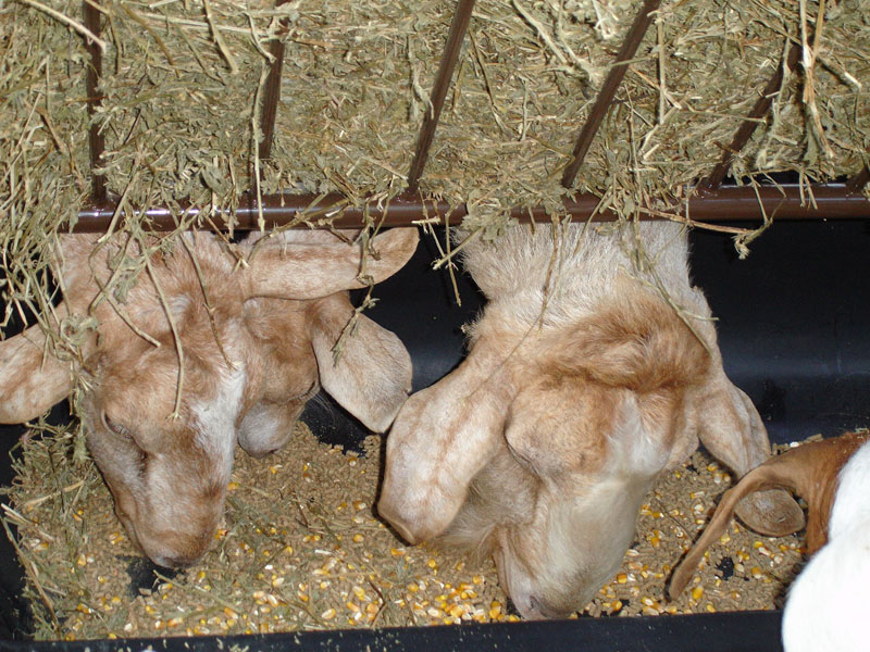 goatfeed2.jpg