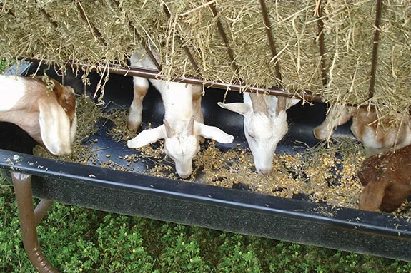 Sheep Goat Feeder W Hay Rack