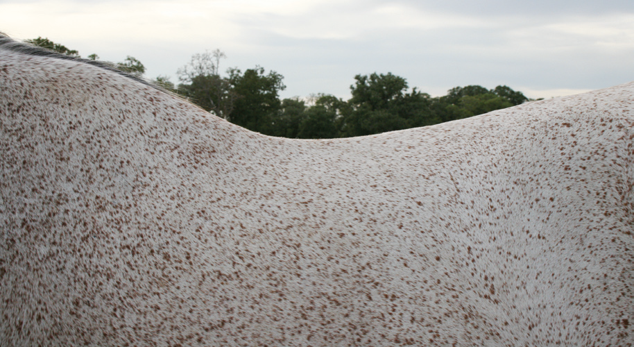 Horse with defined wither and usually fits a medium, regular, or semi-Quarter horse tree.