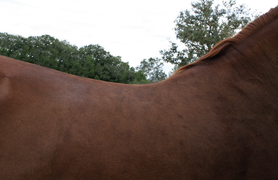 Foundation type horse with rounded withers that typically needs a Wide or Full Quarter horse tree.