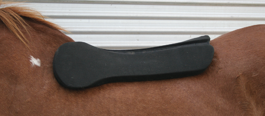 This 20-year-old gelding has a significant sway back and prominent withers. Remedied with a shoulder bridge pad. Note the white spots from past ill-fitting saddle.
