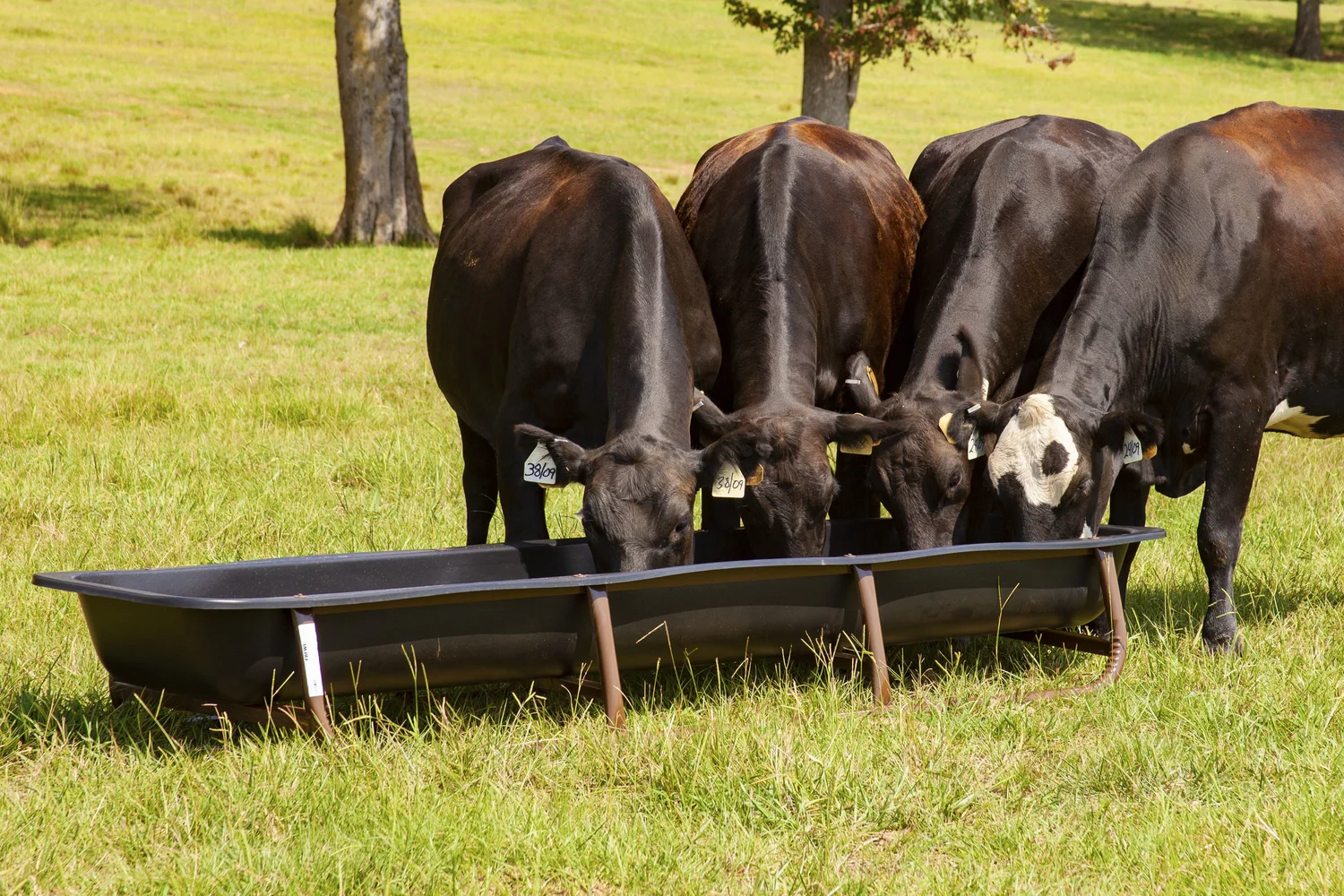 Bunk Feeder W Drop In Liners