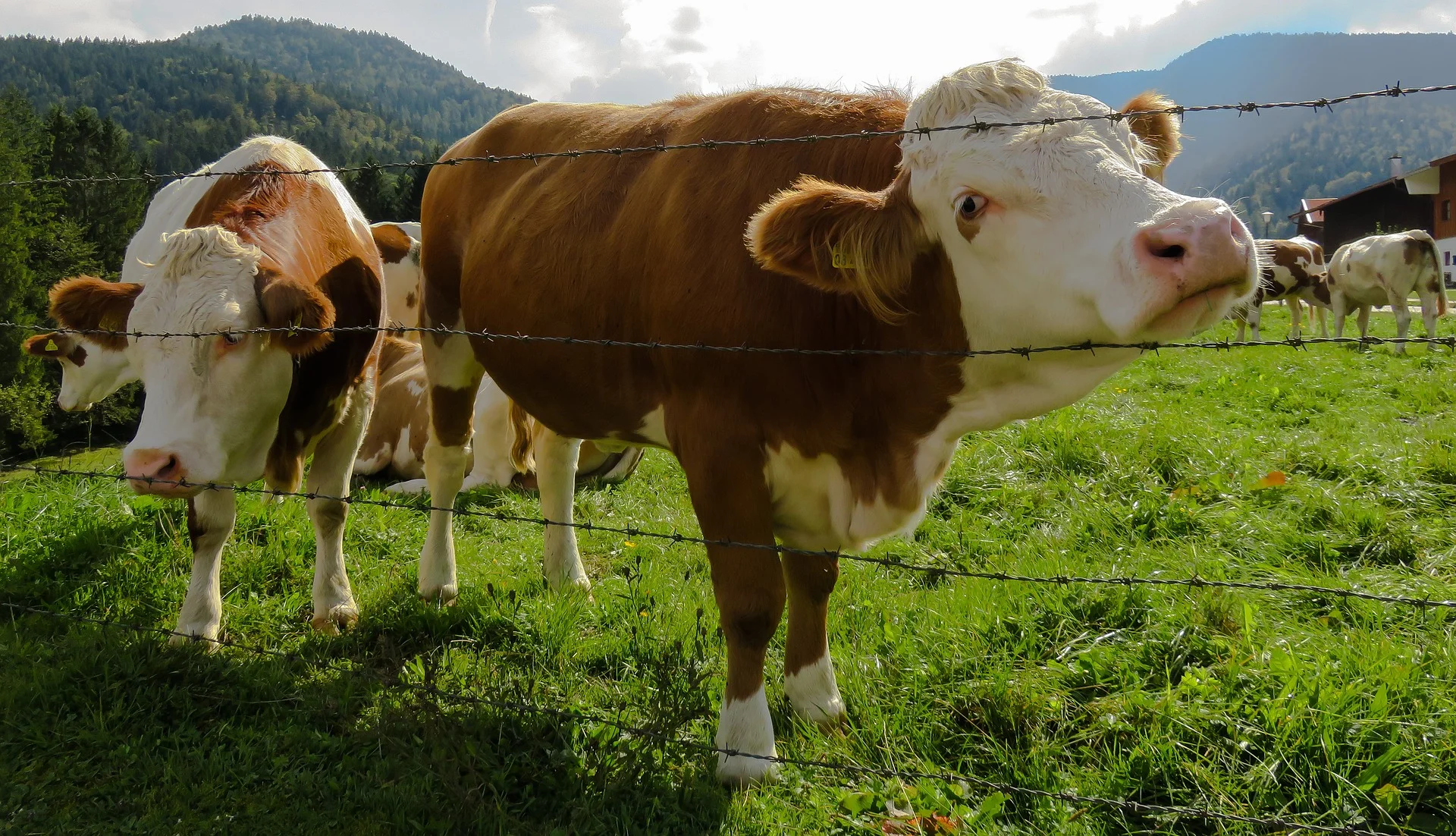 Which Field Fence Material Works Best for Cattle?