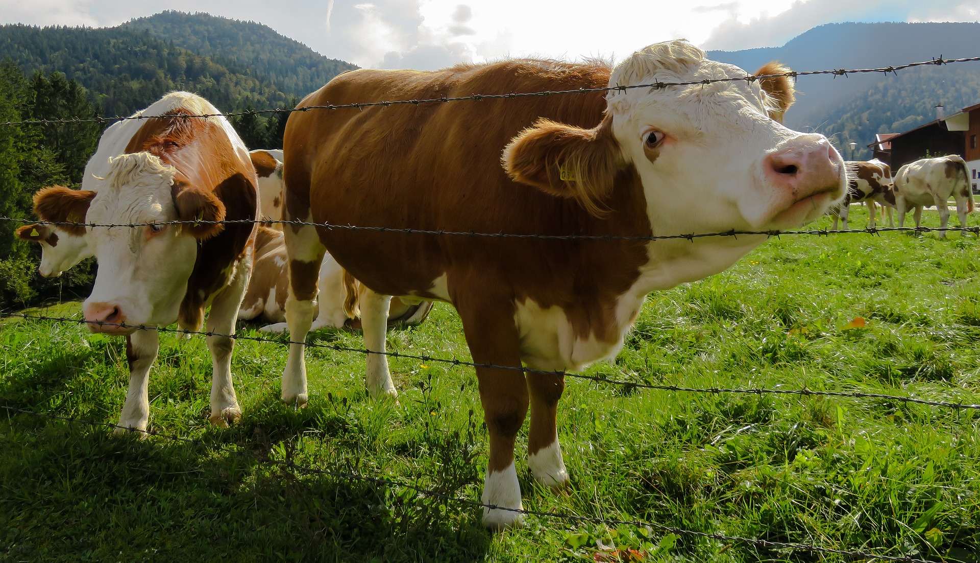 cow-1714380_1920 (1).jpg