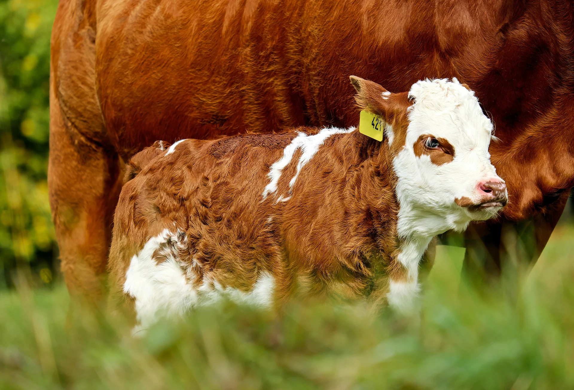 calf-2840961_1920.jpg