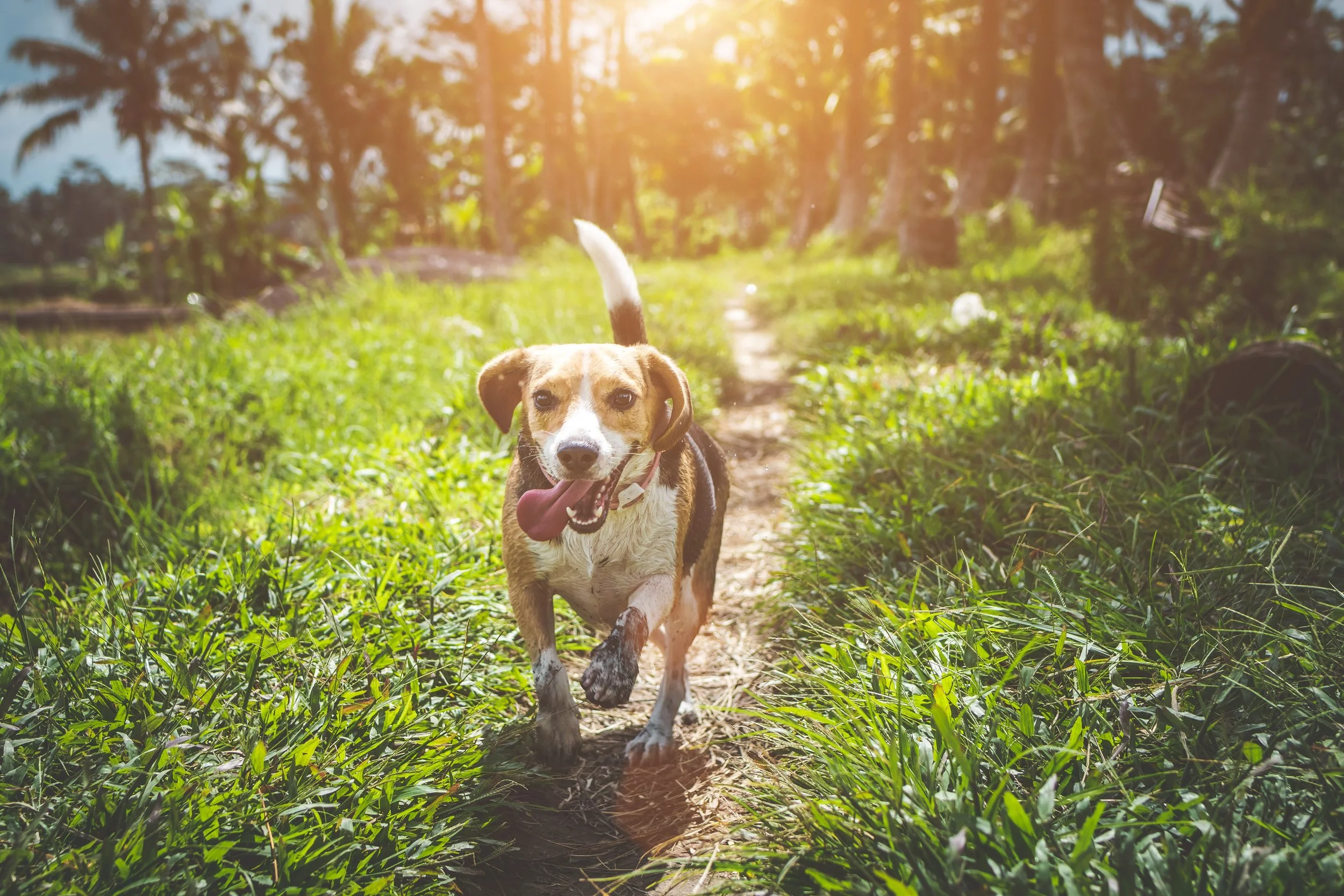 active-adorable-animal-1485637.jpg