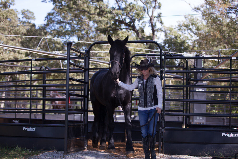 Panel Horse Walker_016.jpg