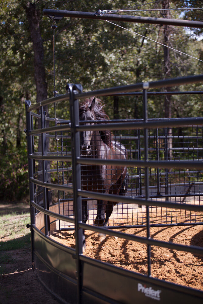 Panel Horse Walker_014.jpg