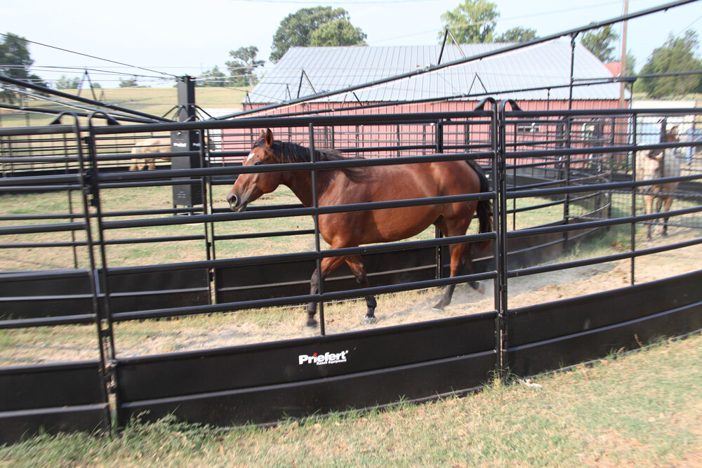 Panel Horse Walker_019.jpg