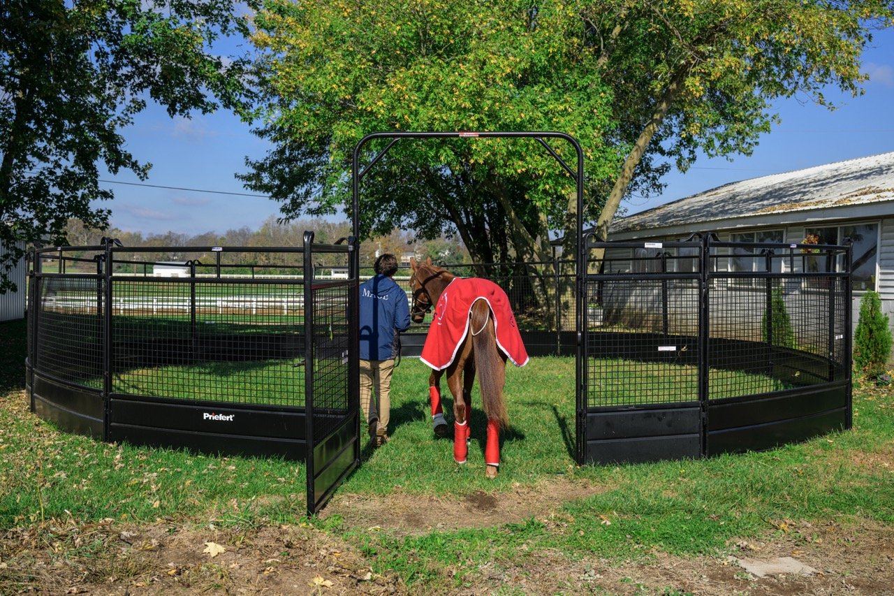 premium_horse_panel Large.jpeg