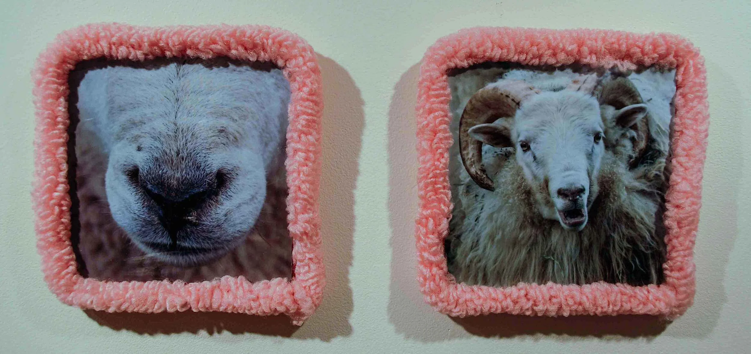 sheep-17.jpg