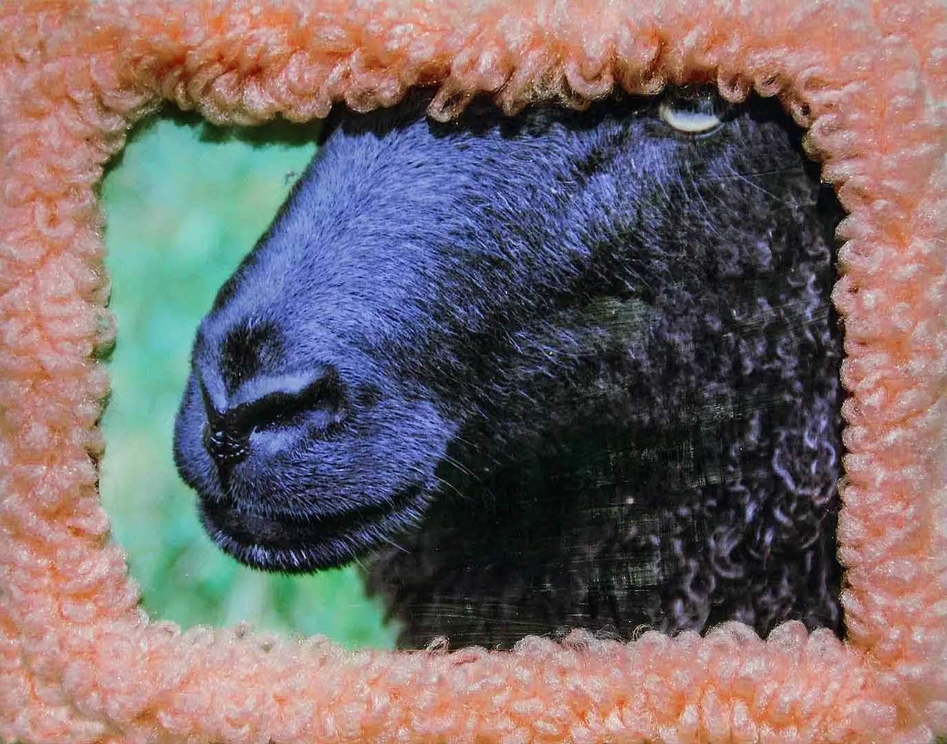 sheep16.1.jpg