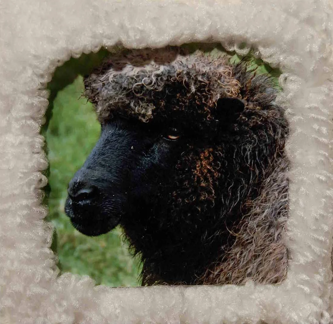 sheep15.1.jpg