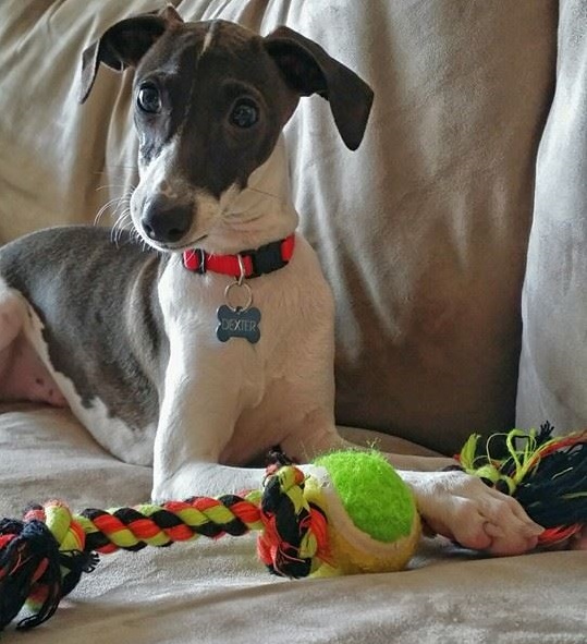 Dexter Timothy Pepple