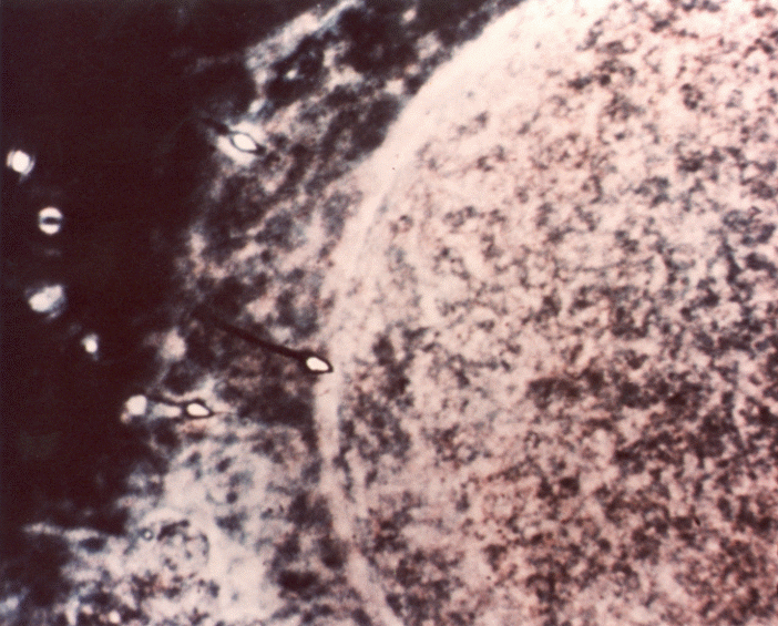 Voyager-Golden-Record-Pictures-28.gif