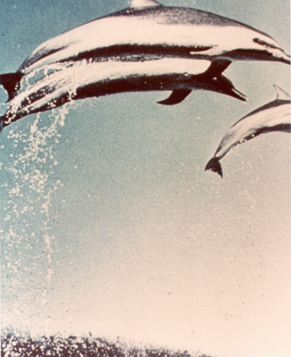 Voyager-Golden-Record-Pictures-54.gif