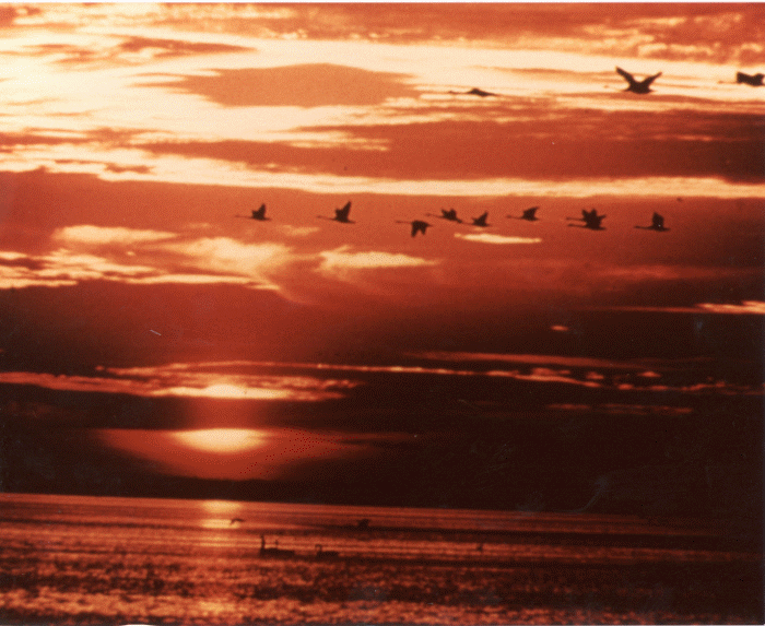 Voyager-Golden-Record-Pictures-114.gif