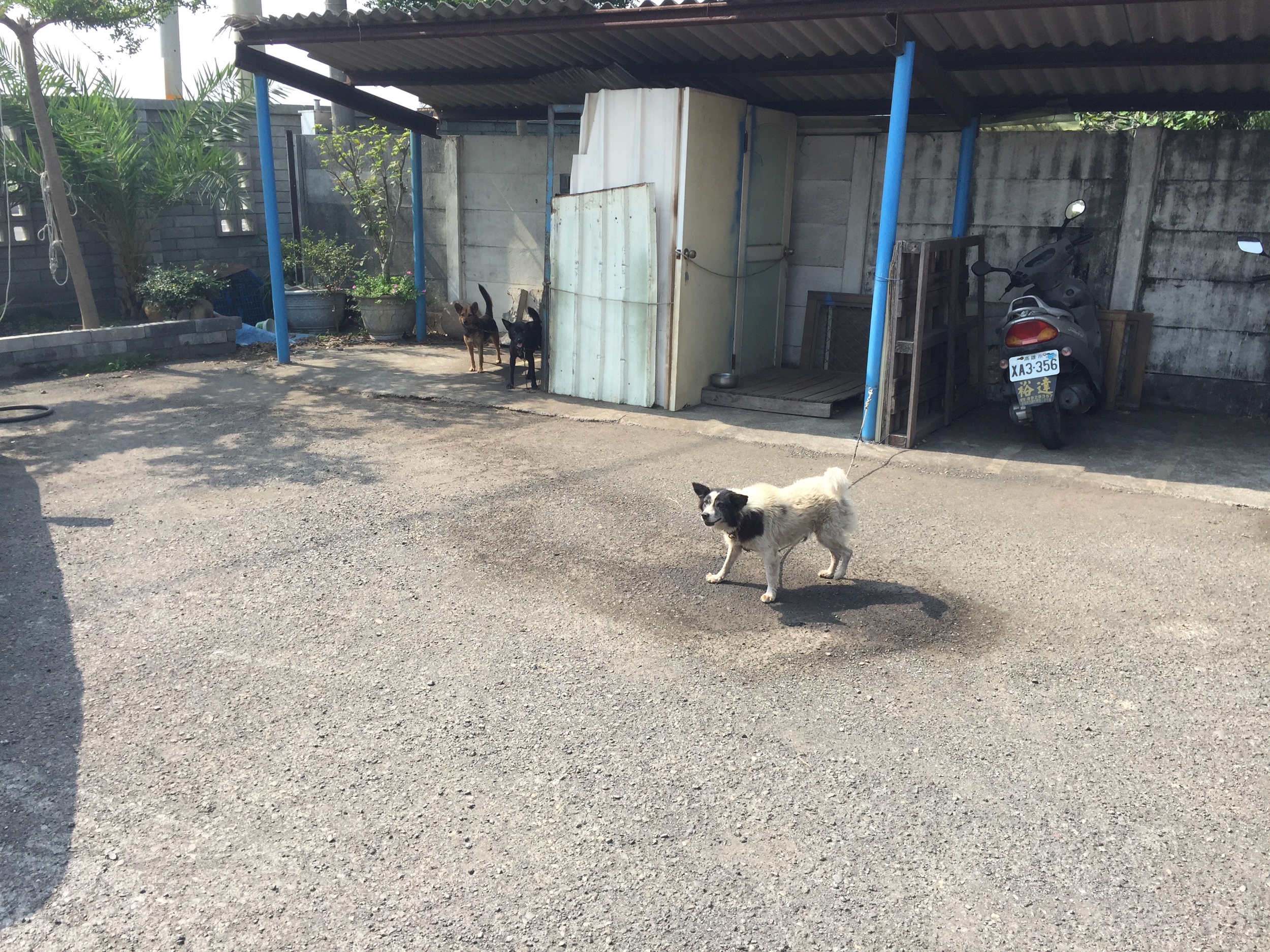 This dog was excited.