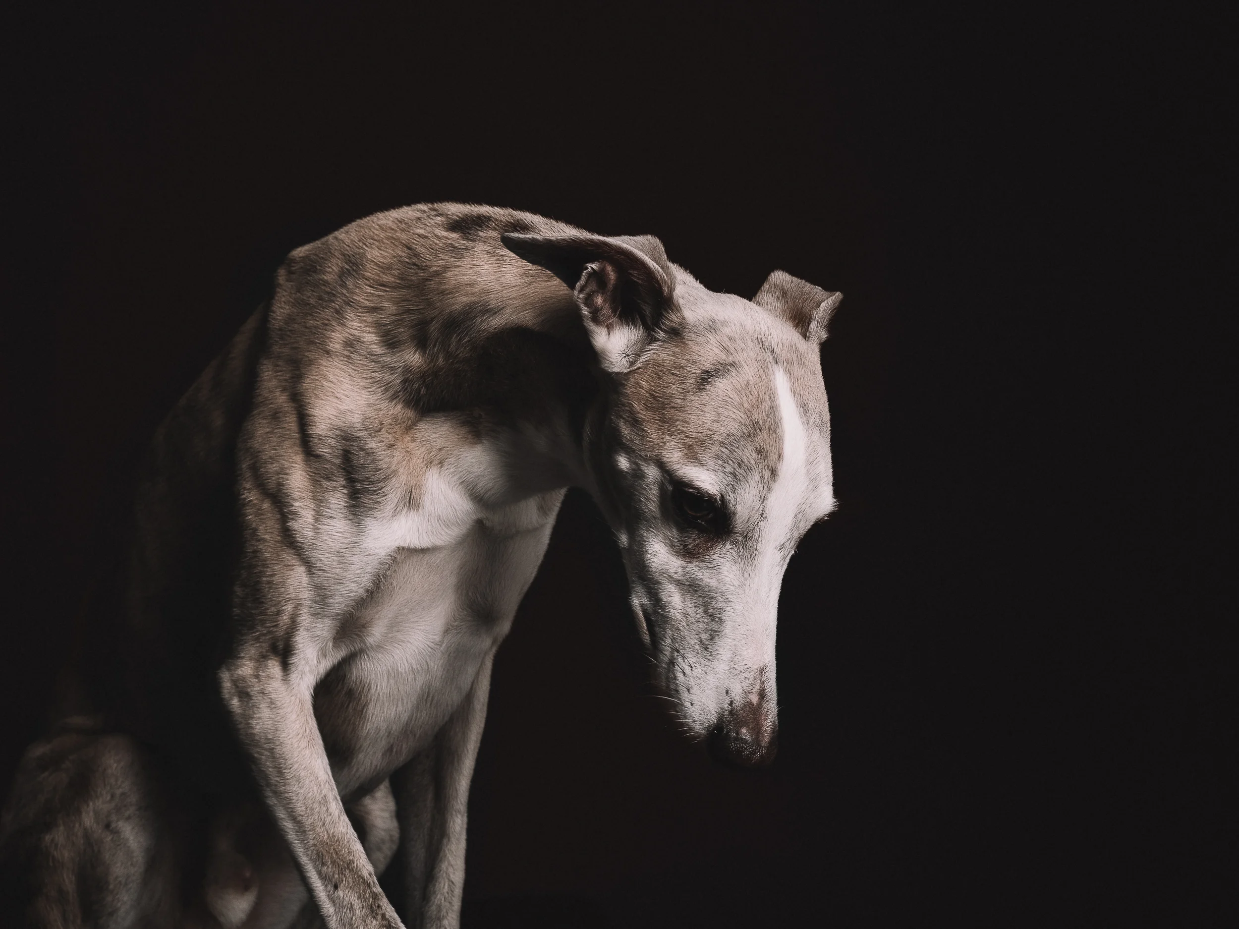 klaus-dyba-whippet-beau-jaques-2.jpg