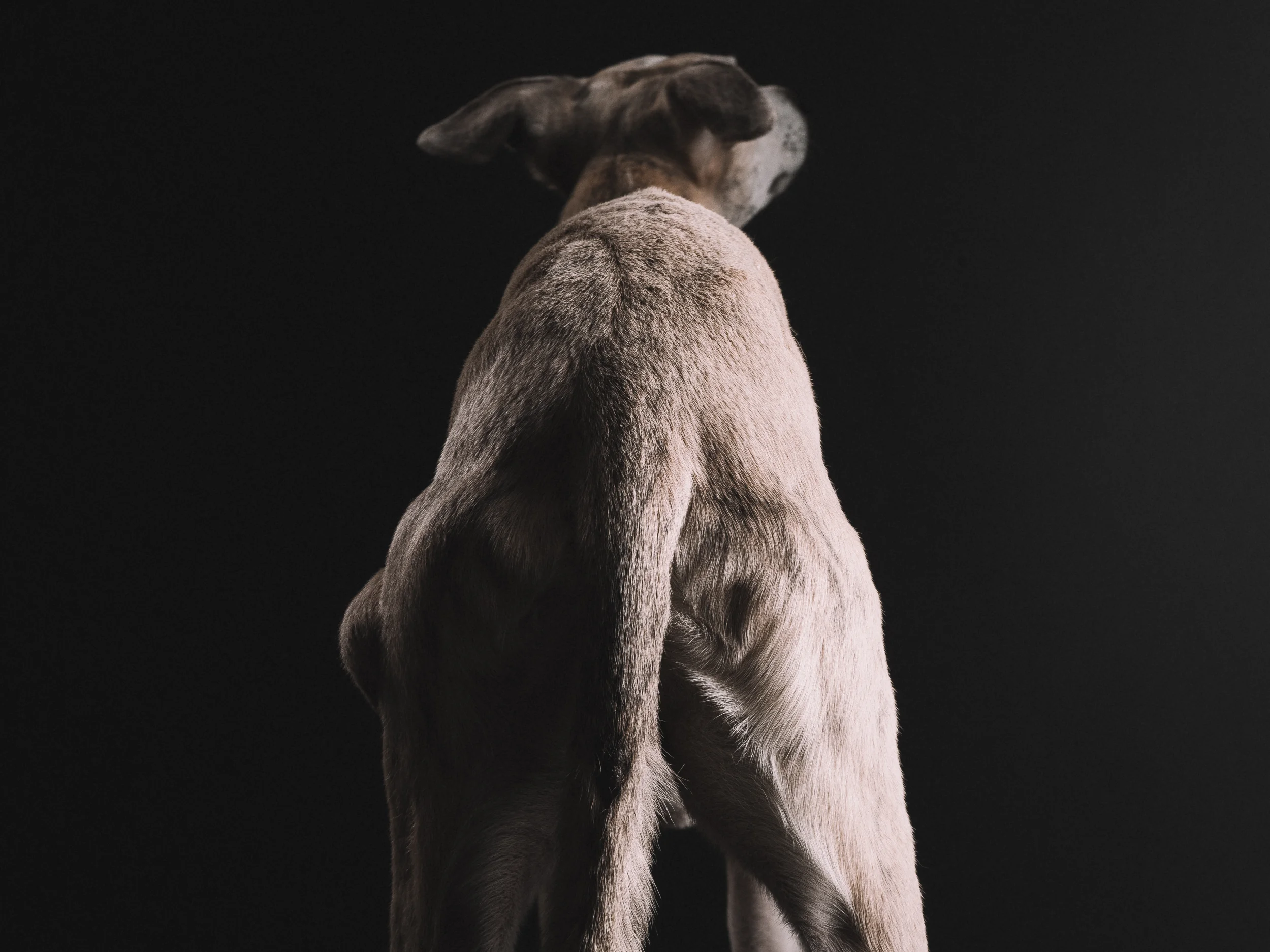 klaus-dyba-whippet-beau-jaques-3.jpg